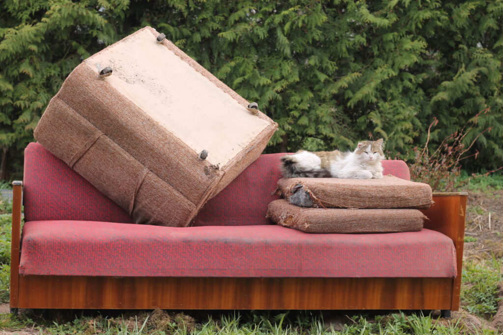 fluffy-cat-relaxing-on-upholstered-furniture-outdo-2026-09-23-21-56-14-utc (1)