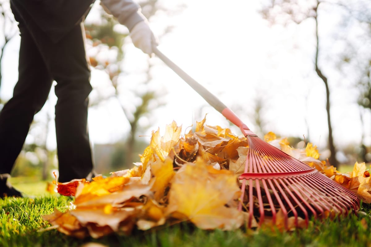 Raking fallen leaves from a lawn in autumn