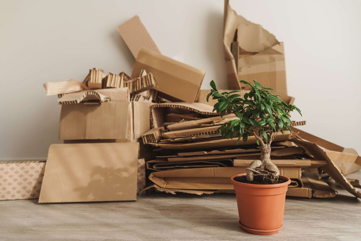 Stack of flattened cardboard waste beside a potted plant